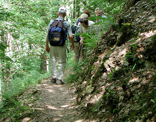 Wanderpfad im Wald